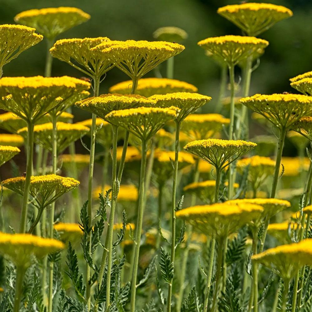 Achillea Coronation Gold – Achillée dorée vivace pour jardins secs – plant  d'Avenir