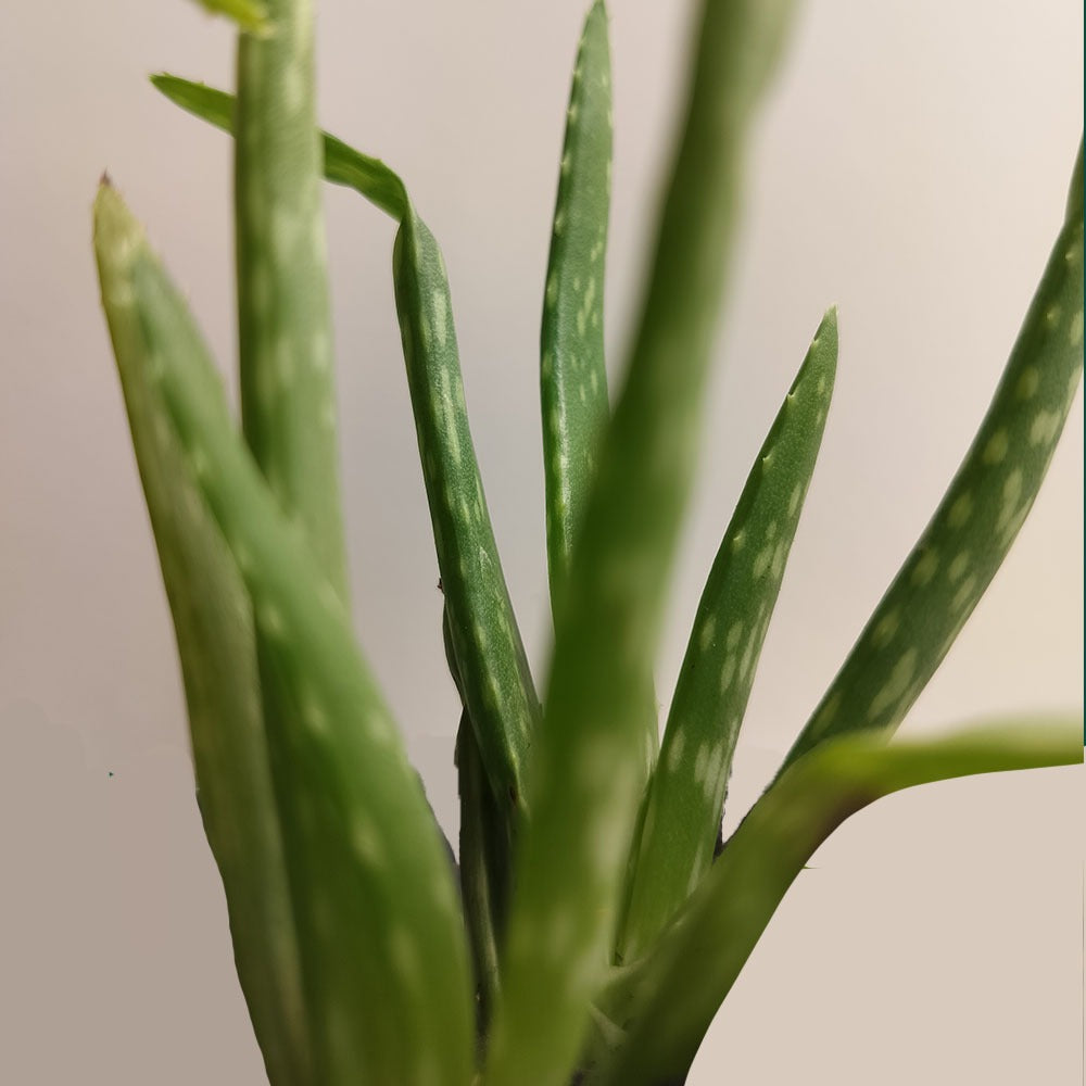 plante aloe vera Aloe vera – plante grasse résistante pour jardin sec et pot
