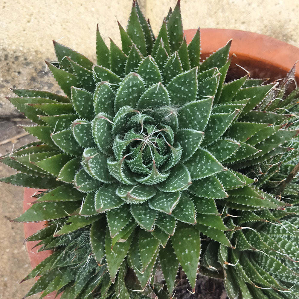 aristata succulent plant Aloe aristata