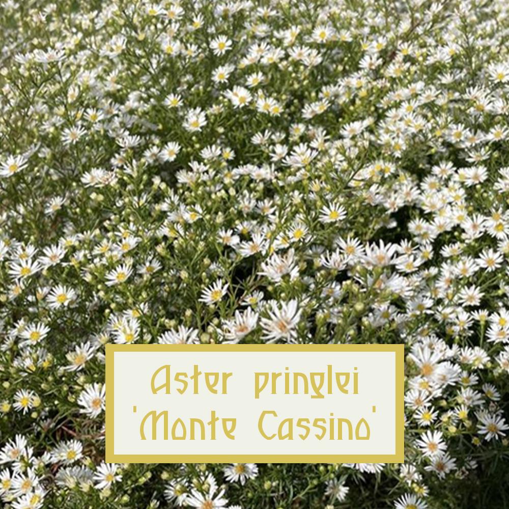 Aster Monte Cassino – Aster blanc aérien, floraison nuageuse pour massifs  et bouquets – plant d'Avenir