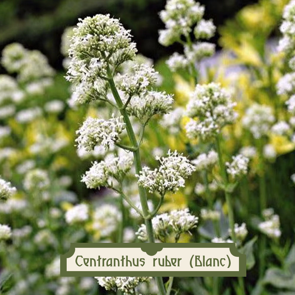 Centranthus ruber Albus – Valériane blanche, vivace naturalisante et très  mellifère – plant d'Avenir