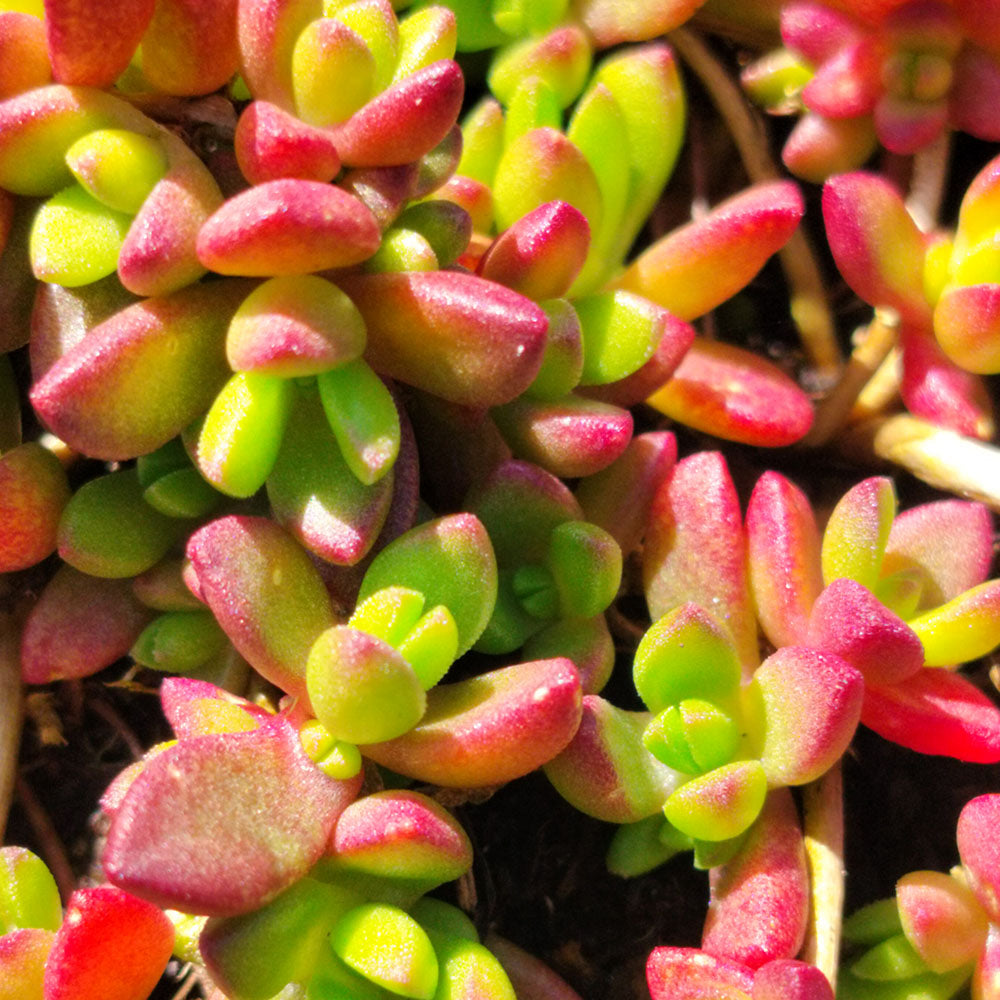 ice plant succulent ground cover Delosperma nubigenum – Hardy Yellow Ice Plant – Ground Cover – plant d'Avenir