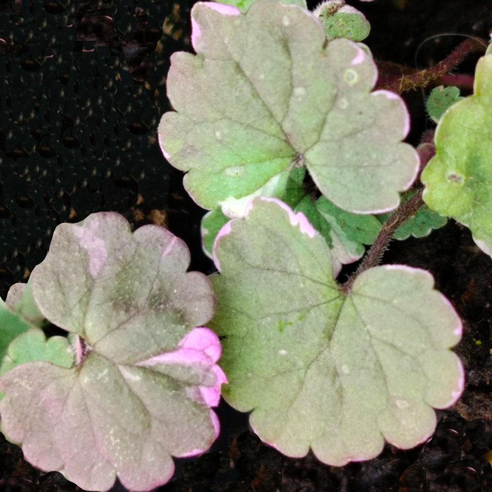 glechoma variegata Glechoma Variegata – couvre-sol panaché blanc et vert facile – plant  d'Avenir