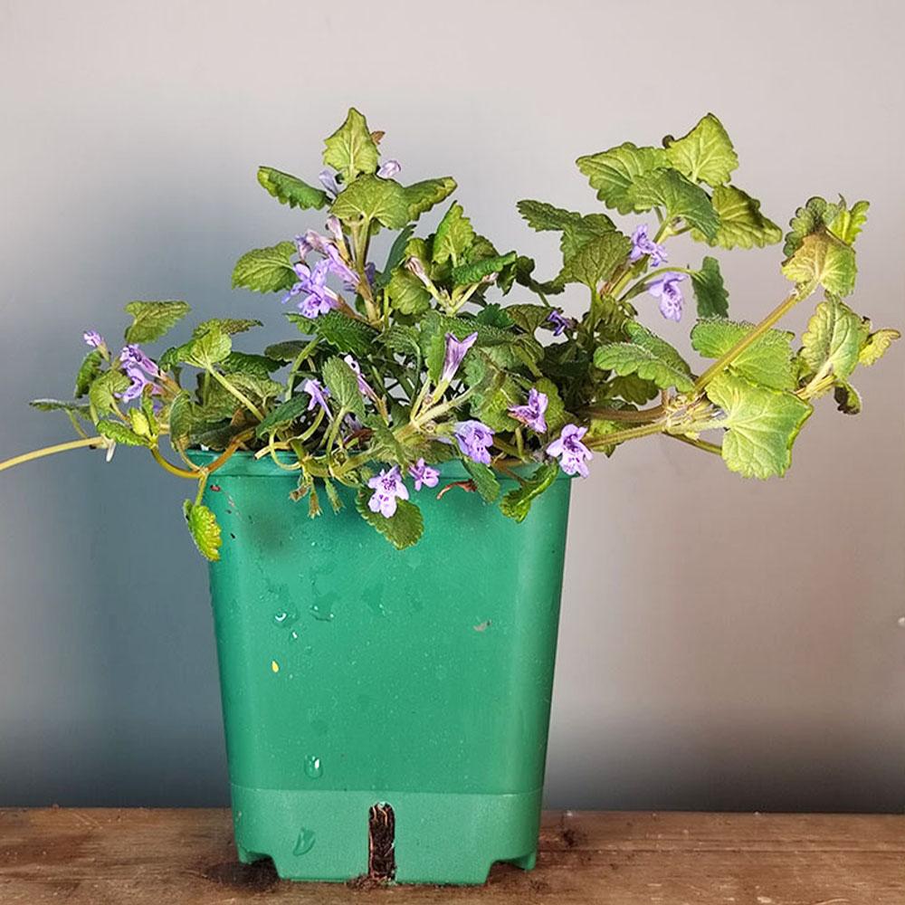 Glechoma hederacea – Couvre-sol pour ombre persistant aux fleurs violettes  – plant d'Avenir