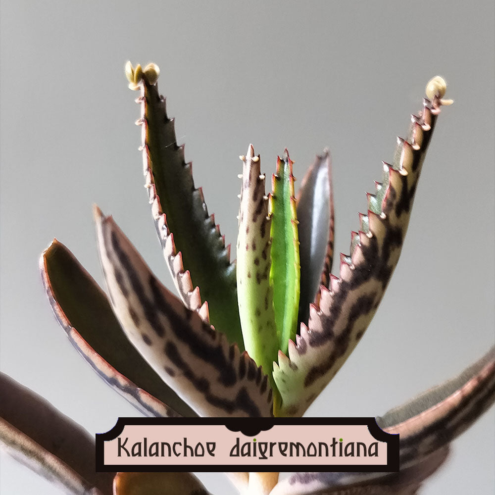 evil genius succulent Kalanchoe daigremontiana – Plante succulente – plant d'Avenir