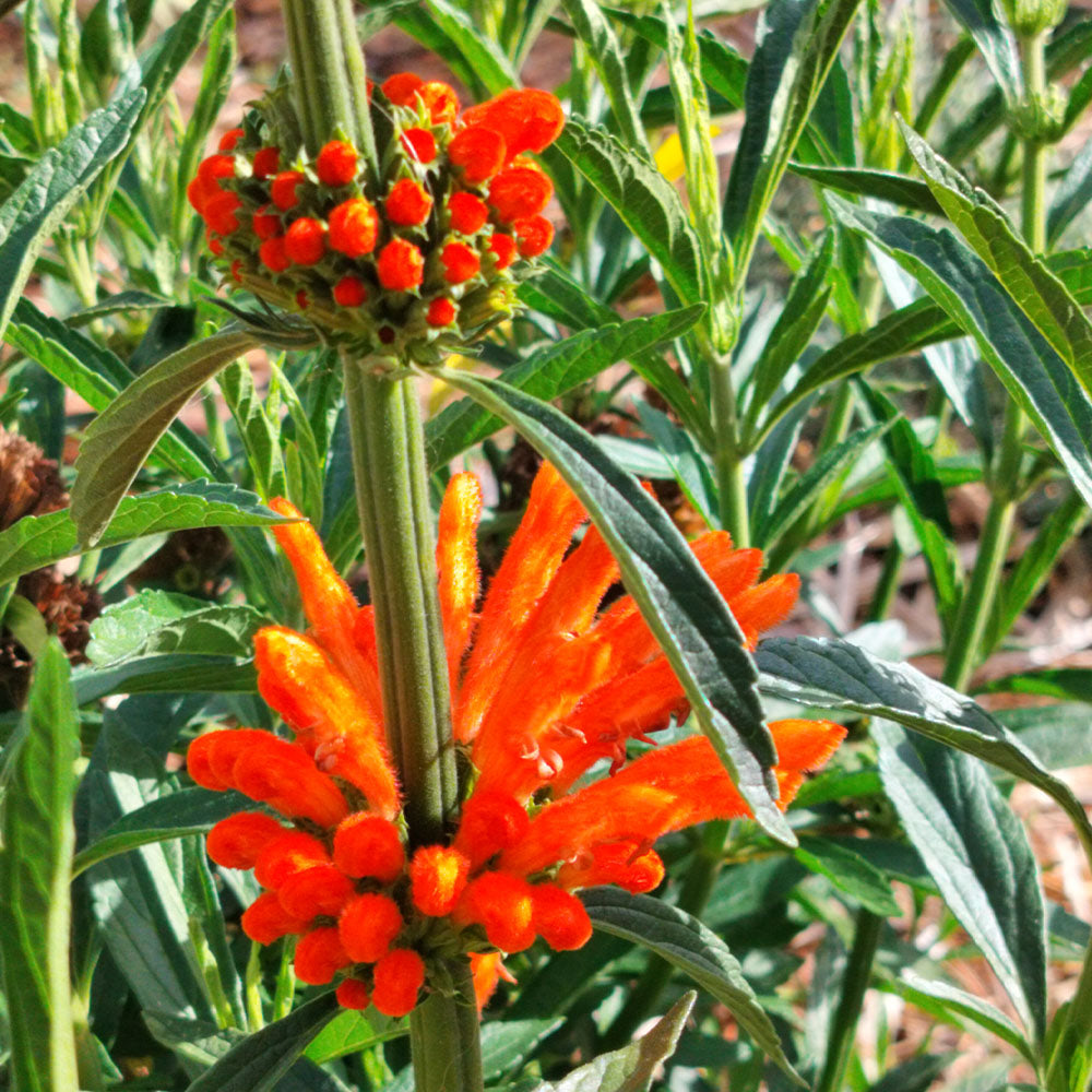 Leonotis leonurus – fleurs orange en épis pour jardin sec