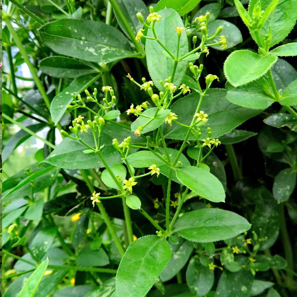 Rubia tinctorum – Garance des teinturiers, plante tinctoriale historique et  mellifère – plant d'Avenir
