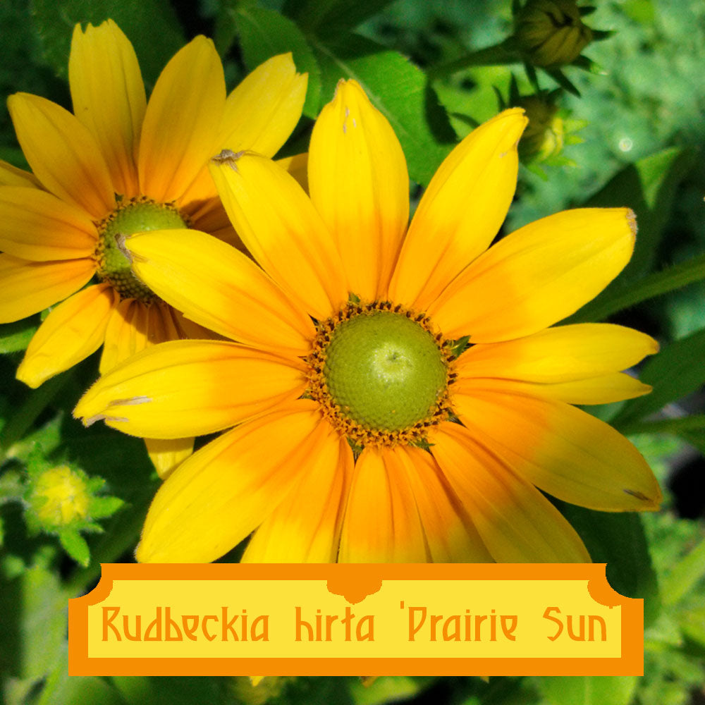 Rudbeckia Prairie Sun – Grande rudbeckie dorée sans cœur sombre, floraison  estivale – plant d'Avenir