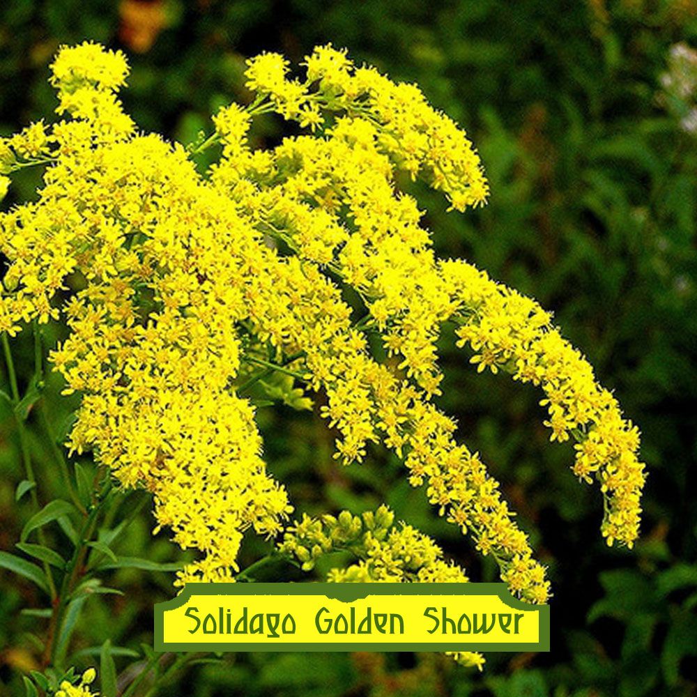 Solidago 'Golden Shower' – Vivace aux fleurs jaunes pour massif lumineux –  plant d'Avenir