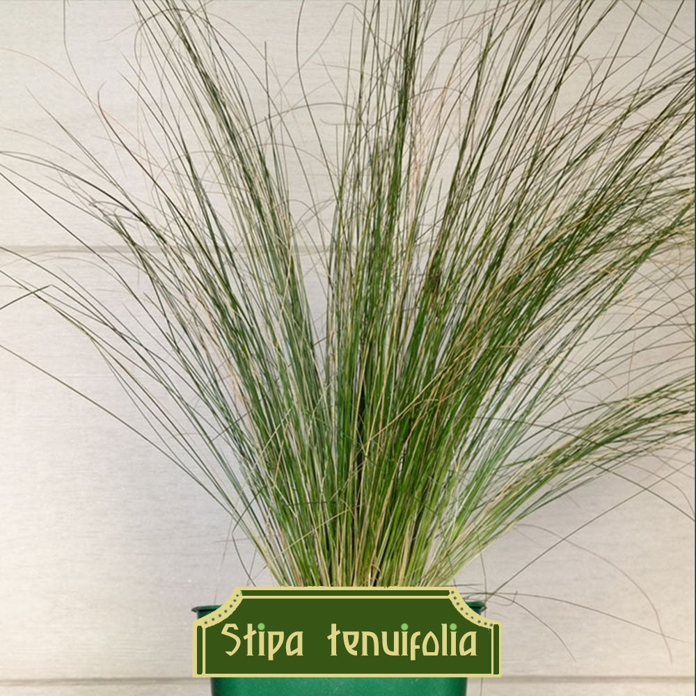 Stipa tenuissima 'Ponytails' - Vedergras | De Tuinen van