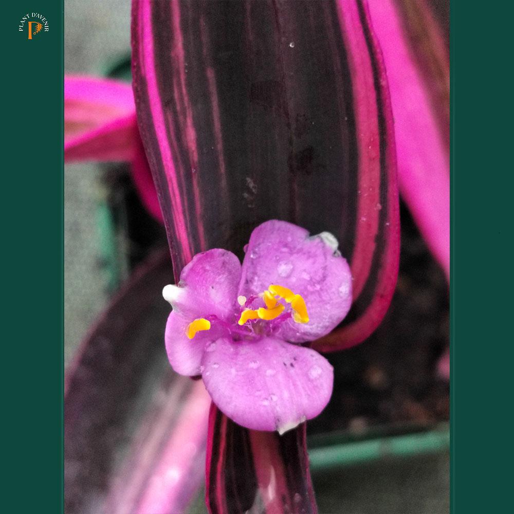 Tradescantia purpurea 'Variegata' – feuillage panaché pour massif – plant  d'Avenir