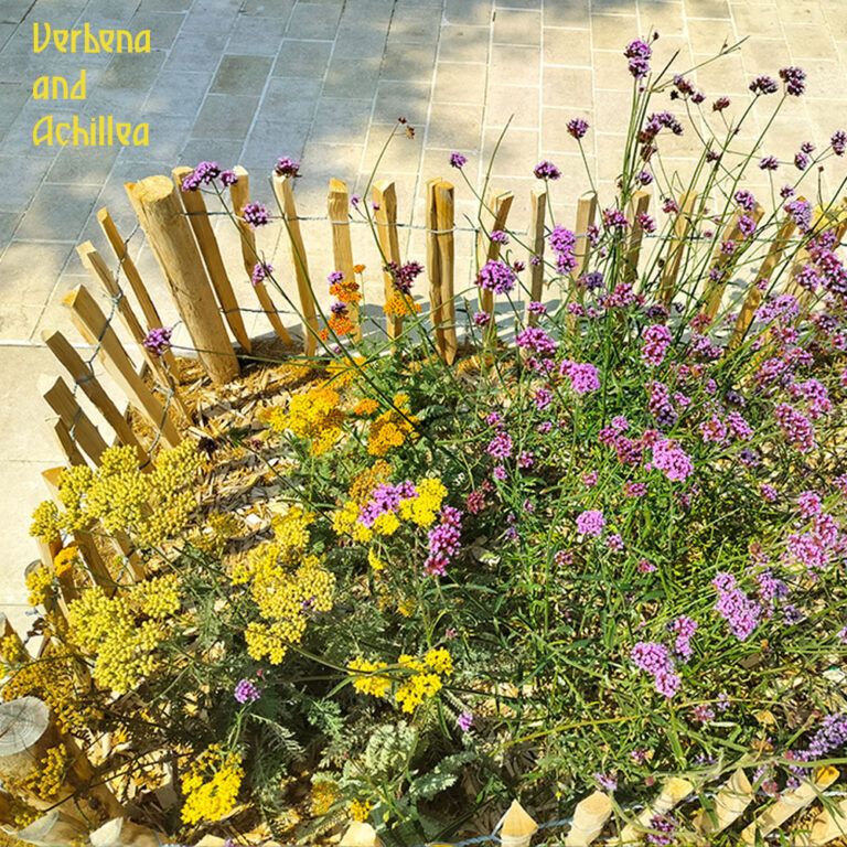 Climate-resilient garden design with drought-tolerant perennials