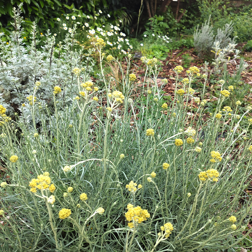Climate-Resilient Gardens: Where to Start & What to Plant