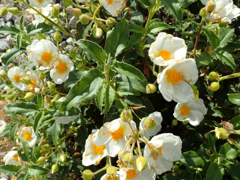 Summer Planting Guide: Drought-Tolerant Plants for a Thriving Garden