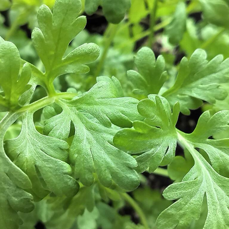 Preparation Absinthe - Artemisia absinthium (Wormwood)