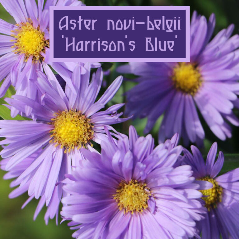 Autumn Garden: August Planting Guide