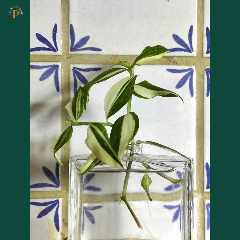 Tradescantia: Propagation Techniques