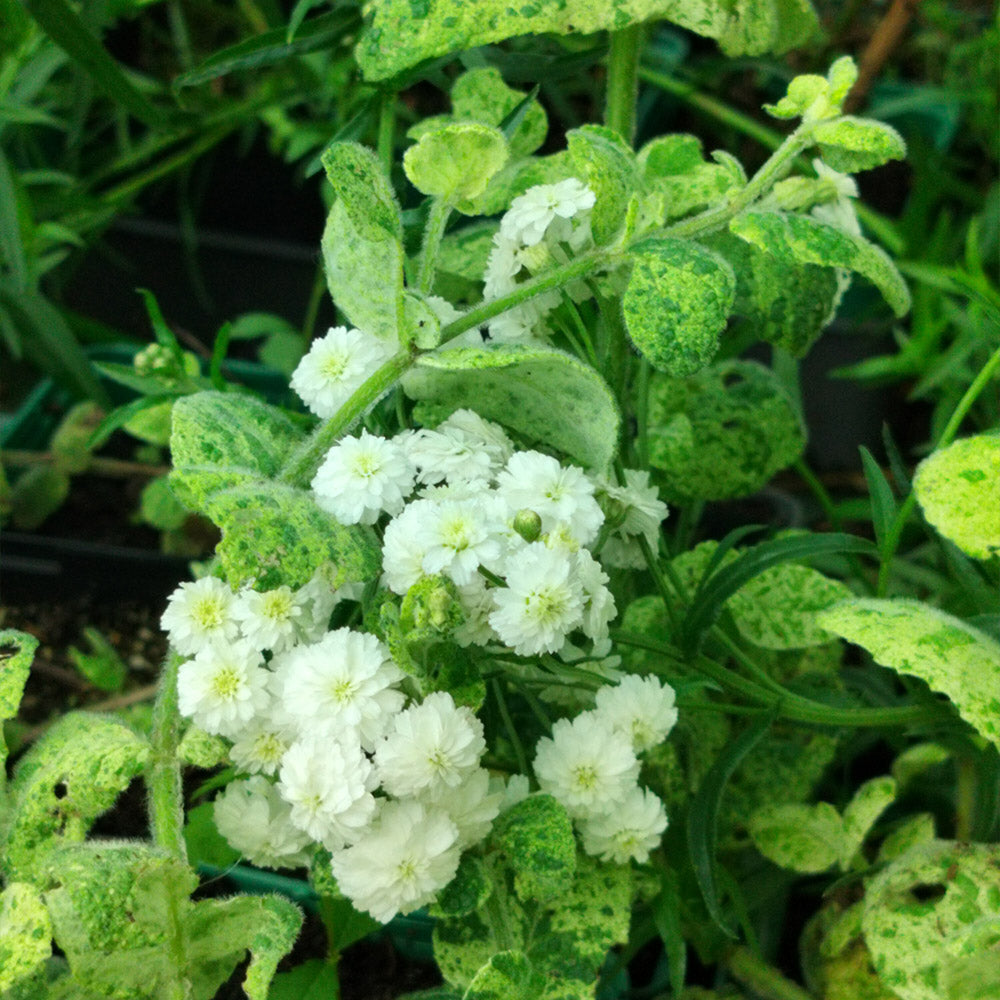 Drought-tolerant perennial plants at plant d'Avenir nursery