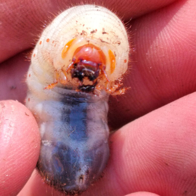 Insect Spotlight: Cetonia aurata