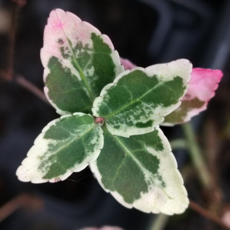 Evergreen Perennials - Keeping a Winter Garden Green