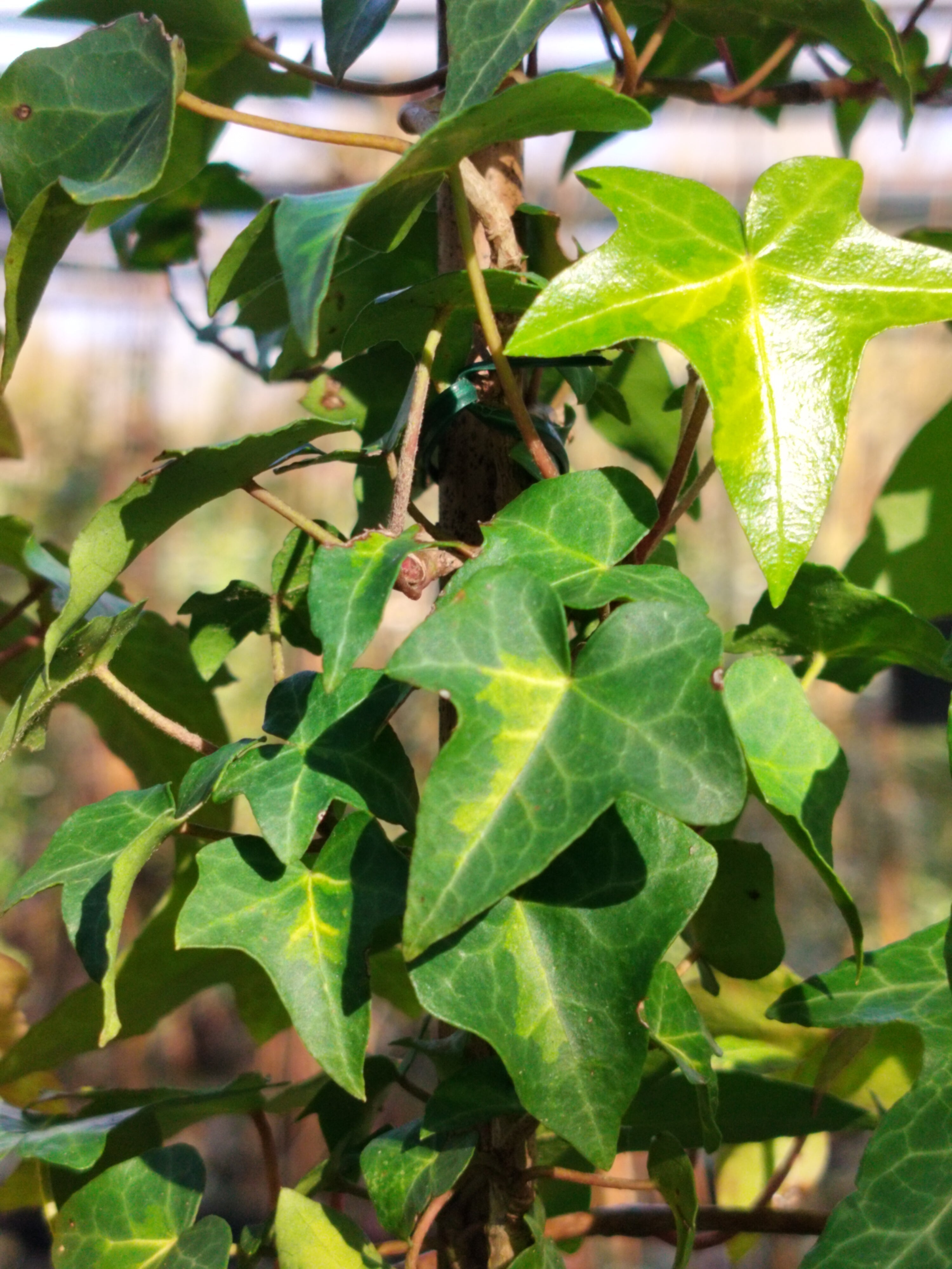 The Indomitable Ivy: Drought, Resilience and the Quiet Power of Hedera