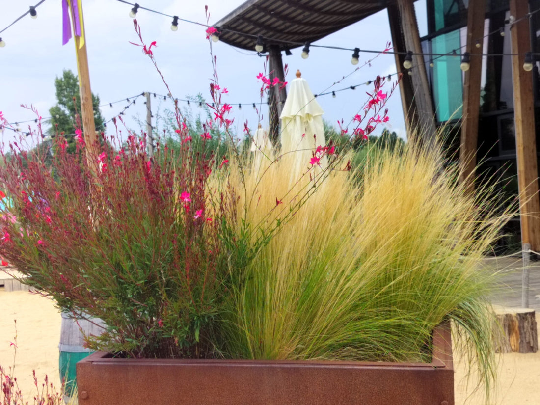  Xeriscaping - Growing a Dry Garden