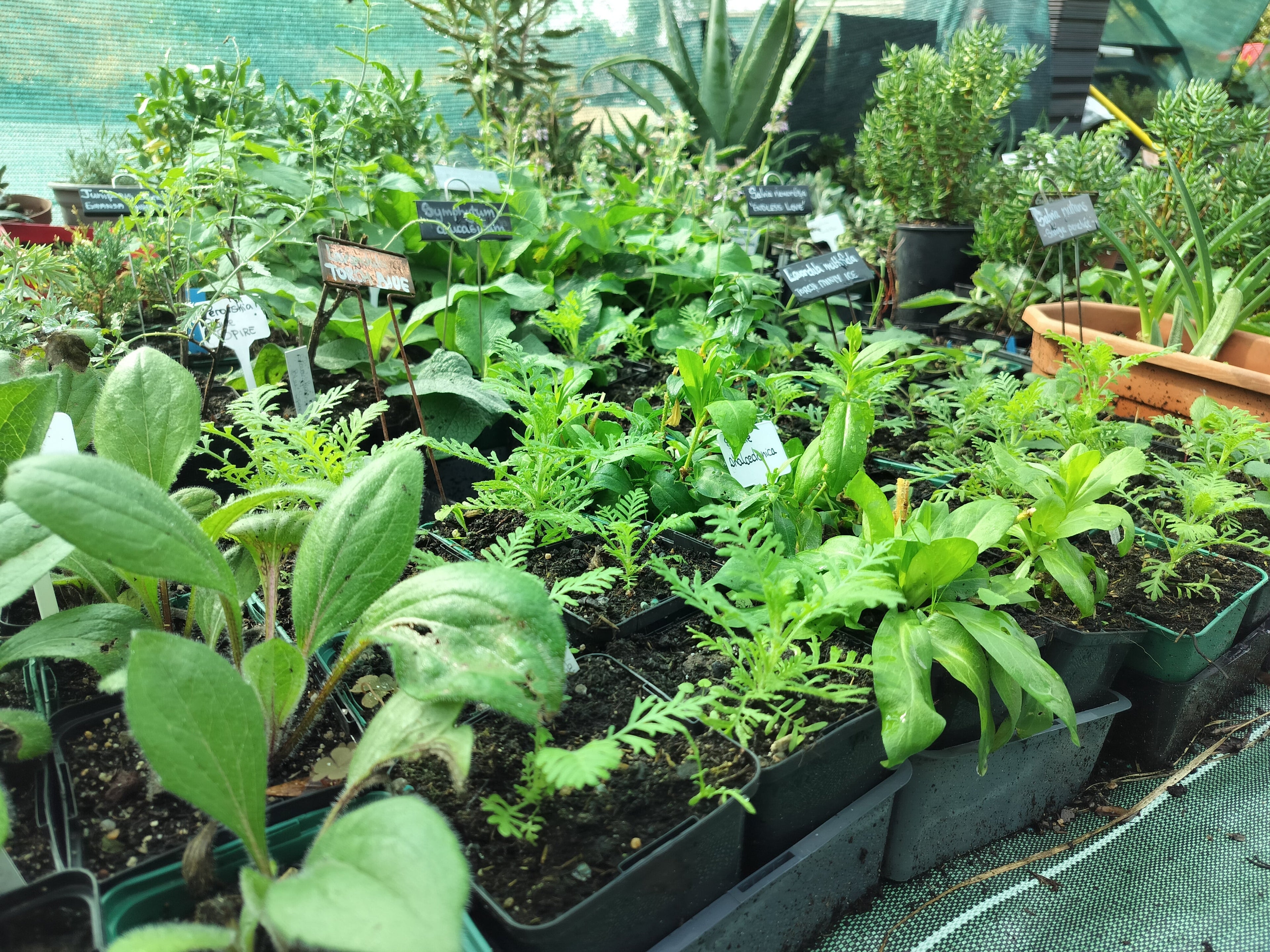 Seeds of Resilience - How We Grow our Plants