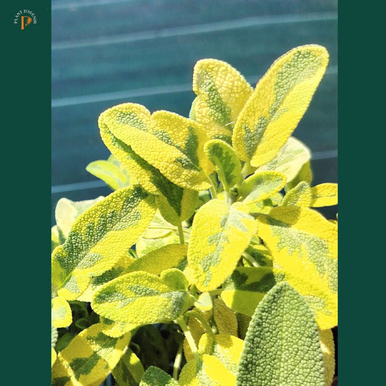 When to Plant Hardy Sages