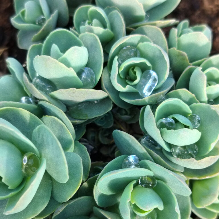 Planting Suggestions: July