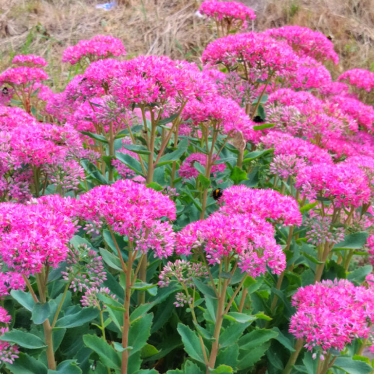 Autumn garden with drought-tolerant sedums in bloom