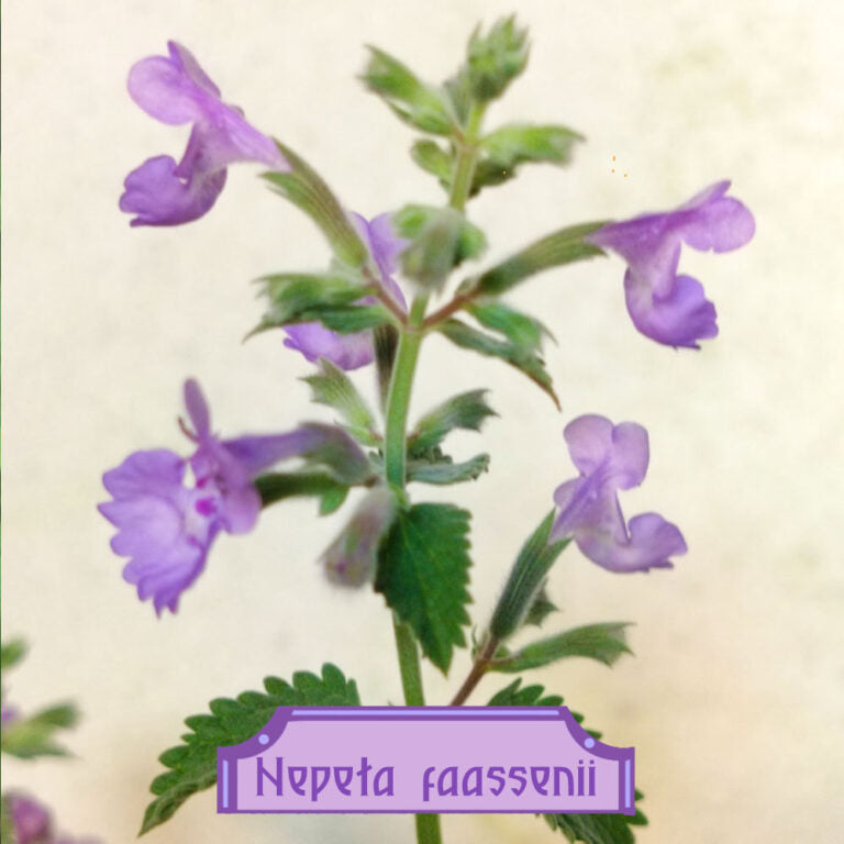 EcoResponsability