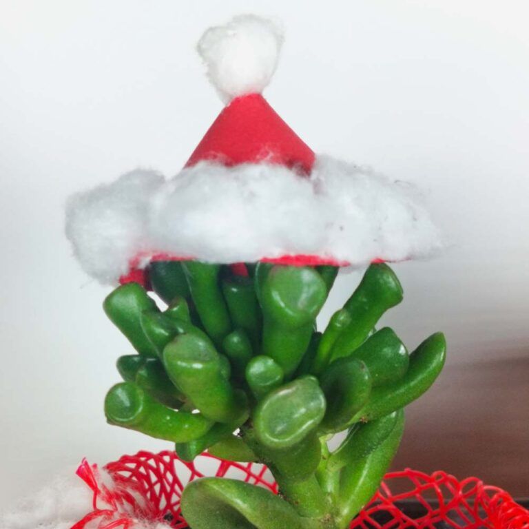 Christmas Plant Collection