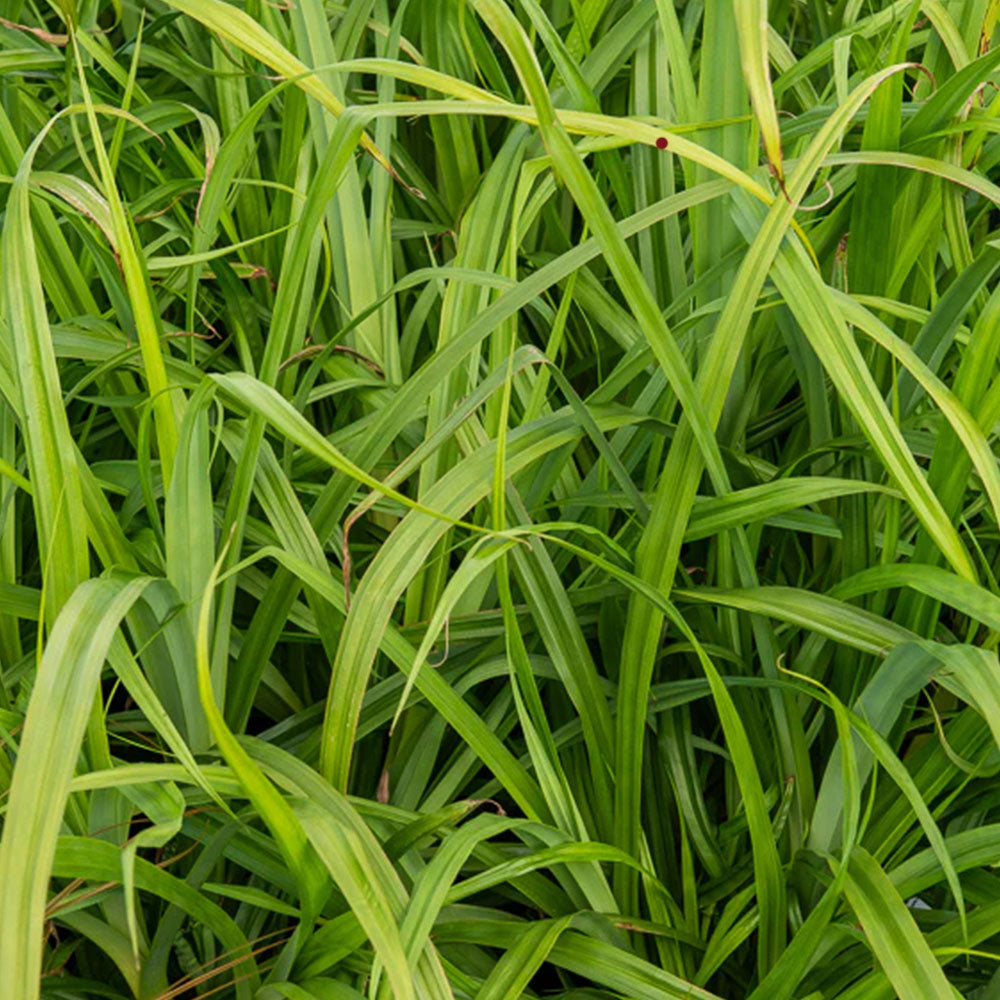 Collection of Ornamental Grasses & Sedges