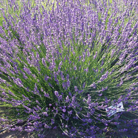 Lavanders