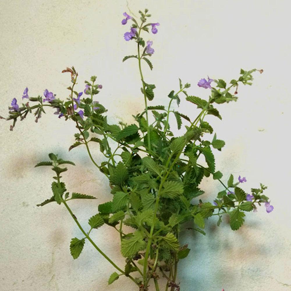 Nepeta x faassenii