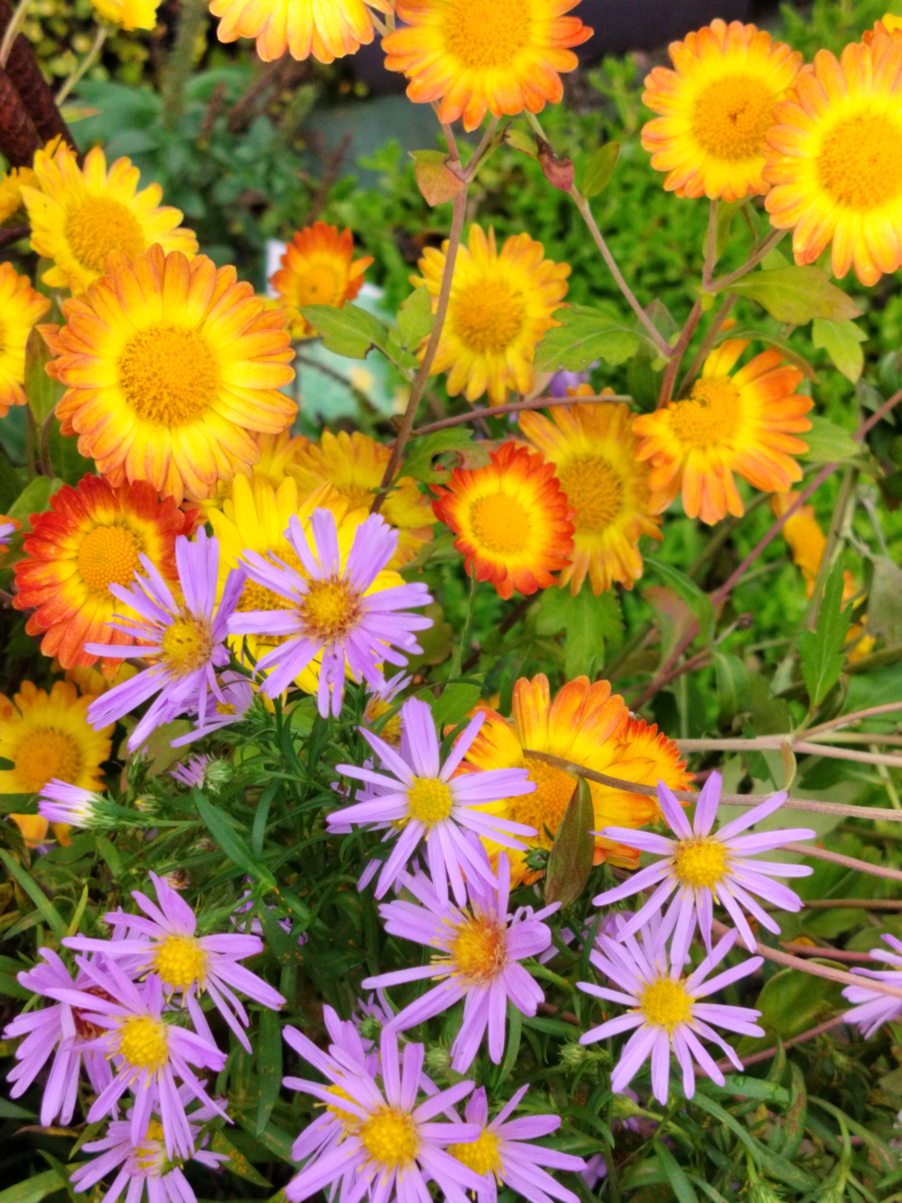 Collection of Extended Flowering Perennials