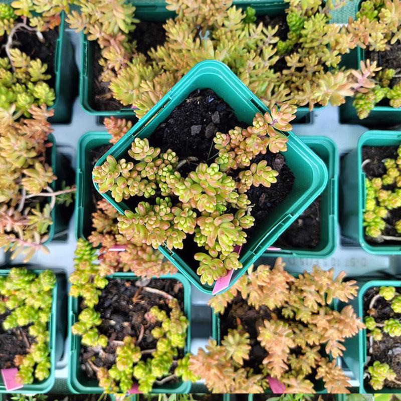Collection of Ground Cover Plants