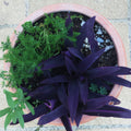 Mother's Day Pot – 3 Drought-Resilient Perennials