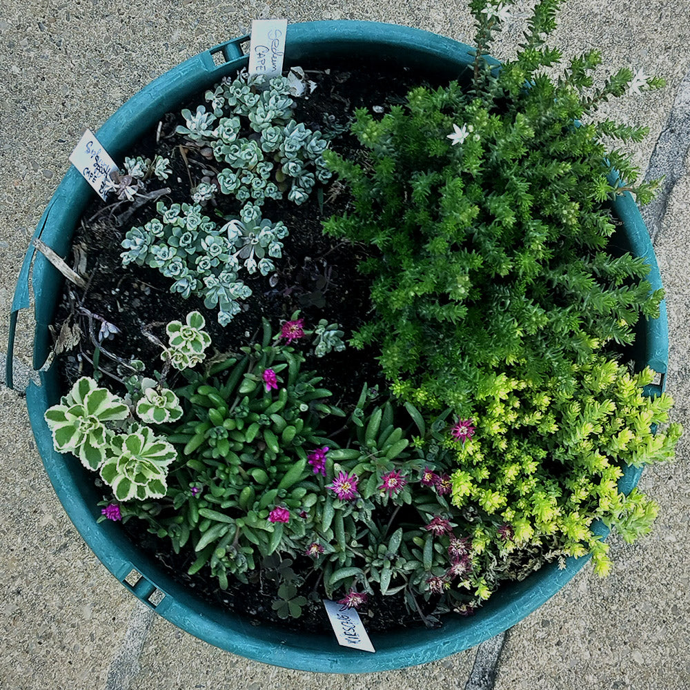 Mother's Day Pot – 3 Drought-Resilient Perennials