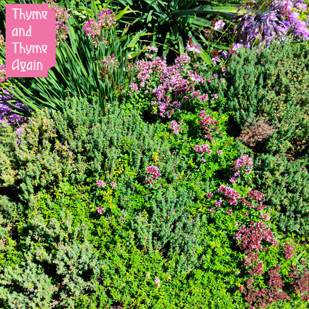 Mother's Day Pot – 3 Drought-Resilient Perennials