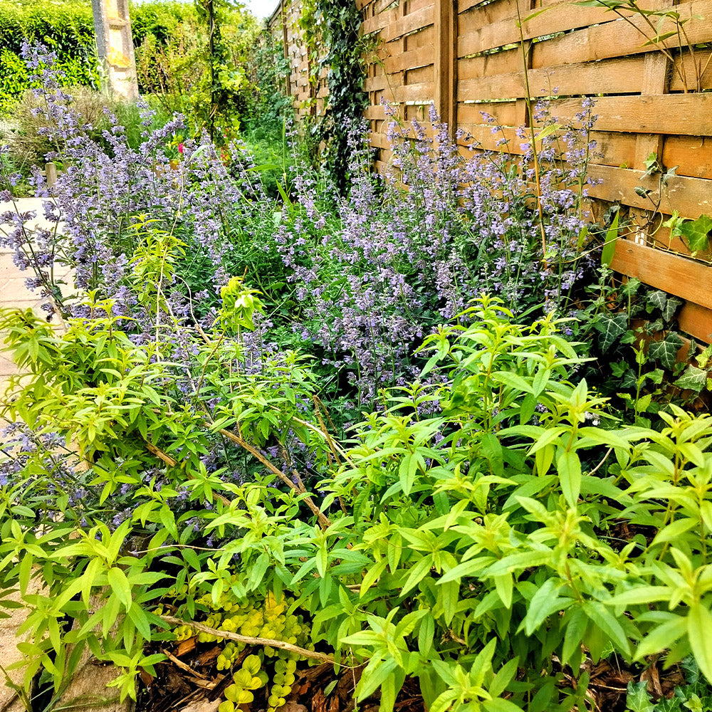 Le Jardin méditerranéen parfumé