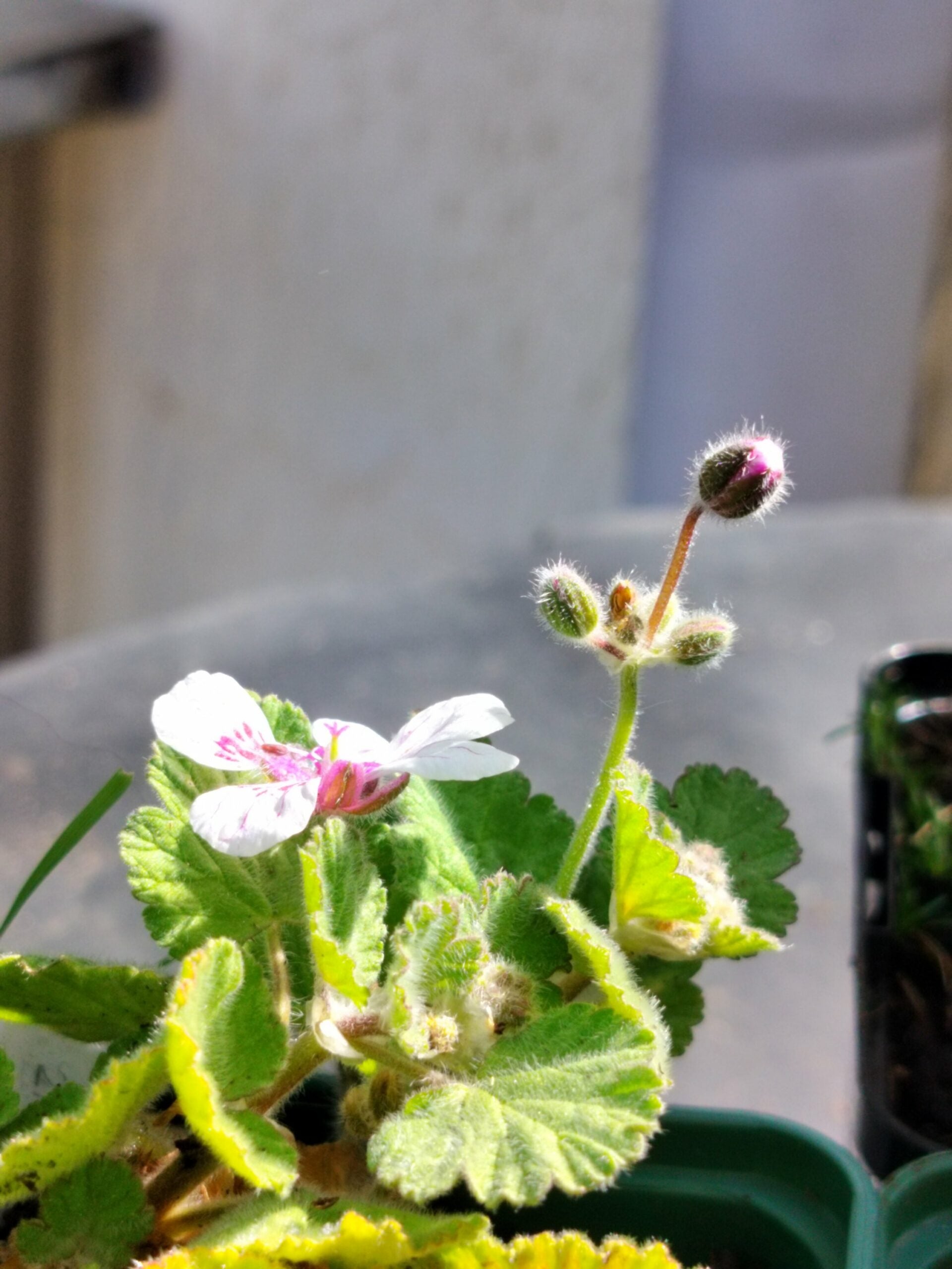 Erodium pelargoniiflorum 'Sweetheart' 