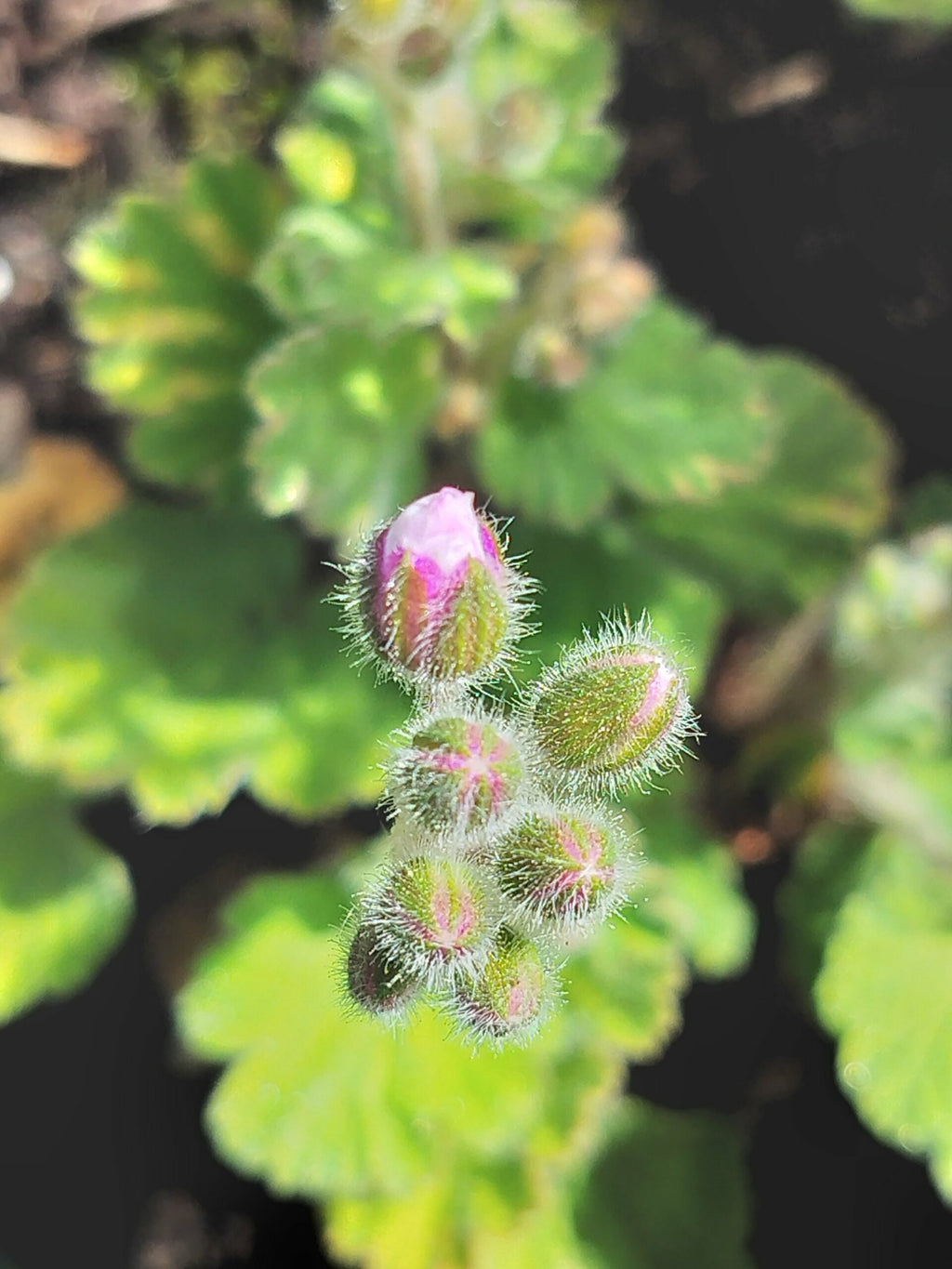 Erodium pelargoniiflorum 'Sweetheart' 