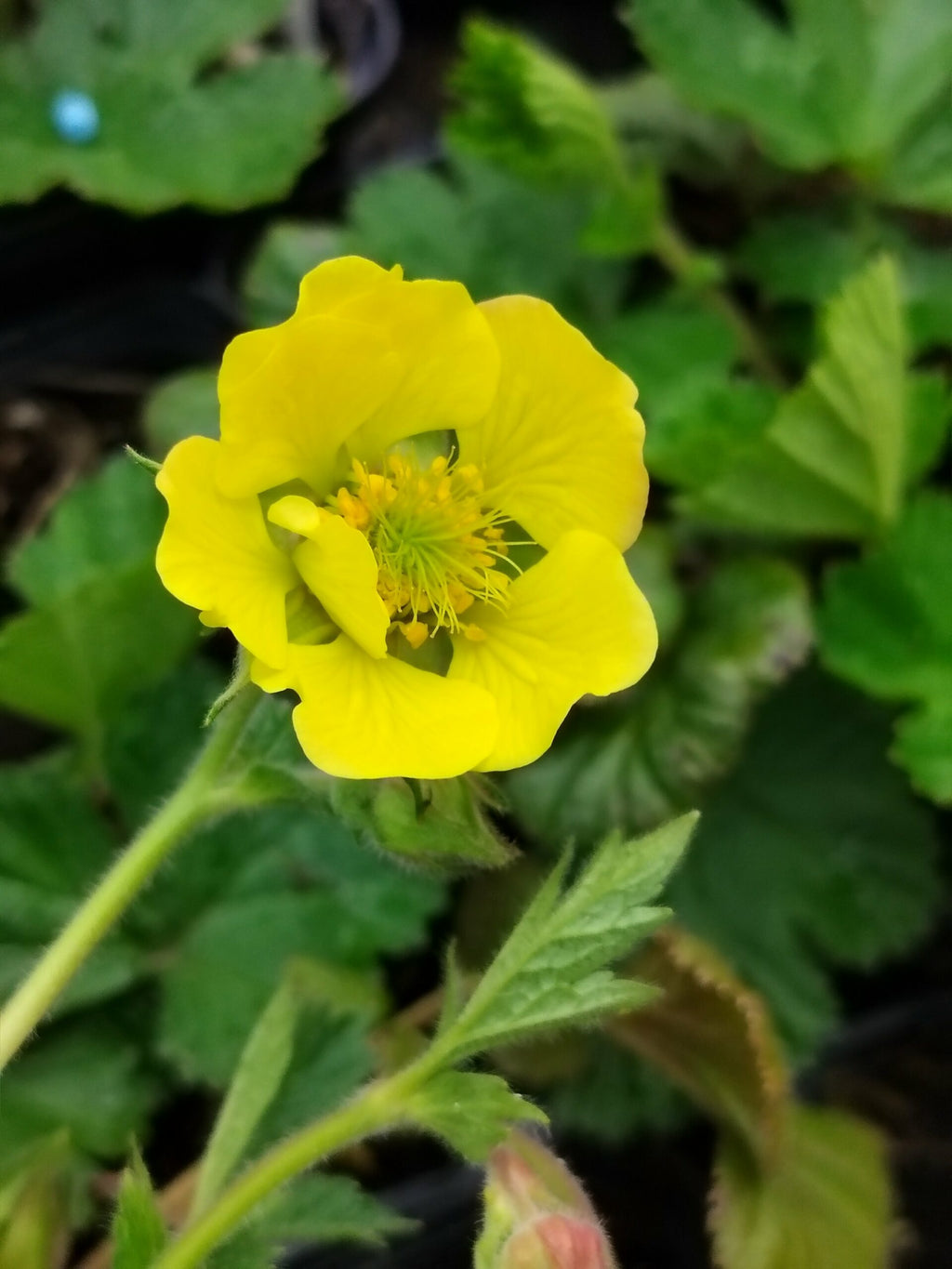 Geum hybride coccineum « Carlskaer » 