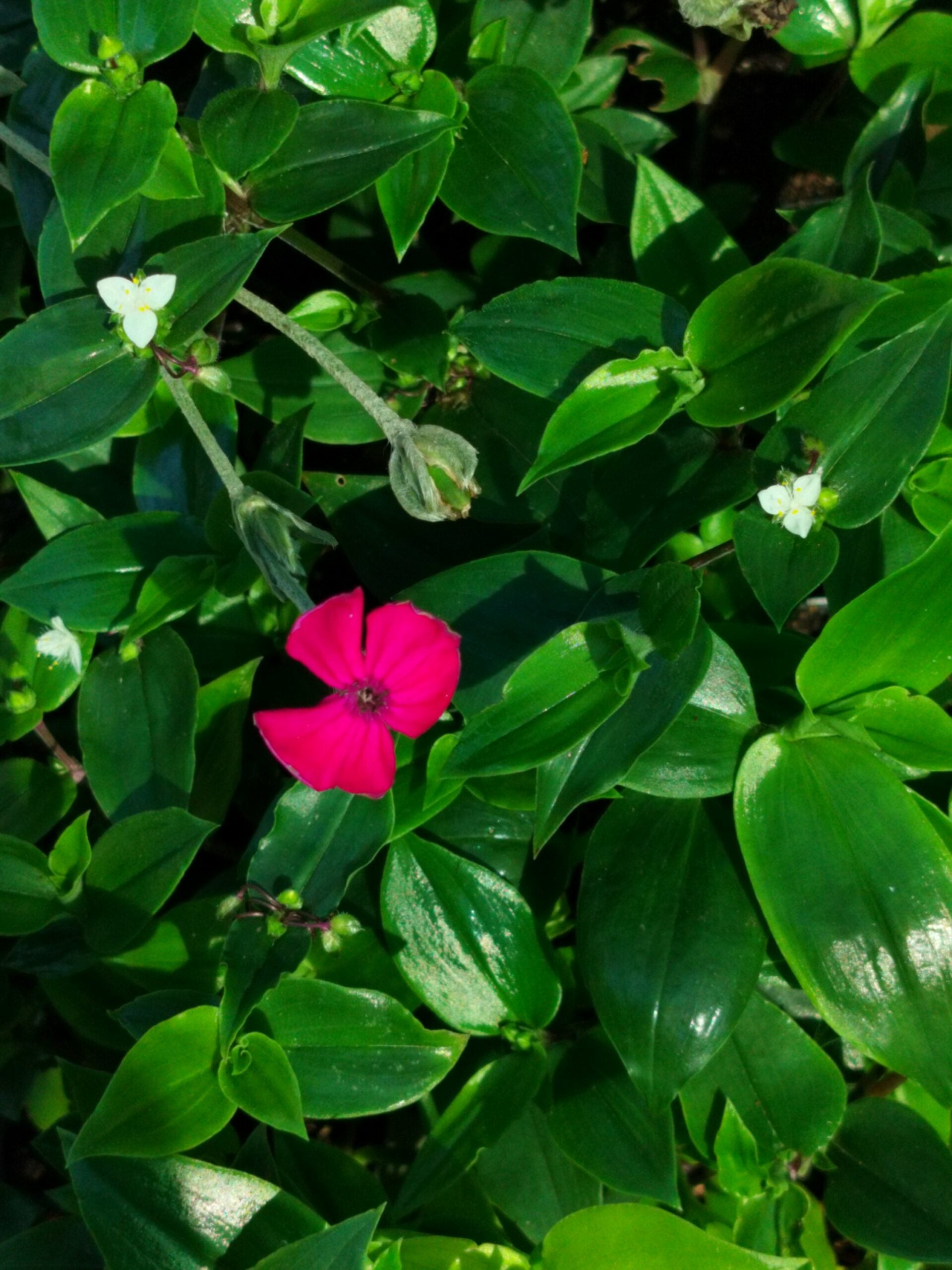 Colline verte de Tradescantia