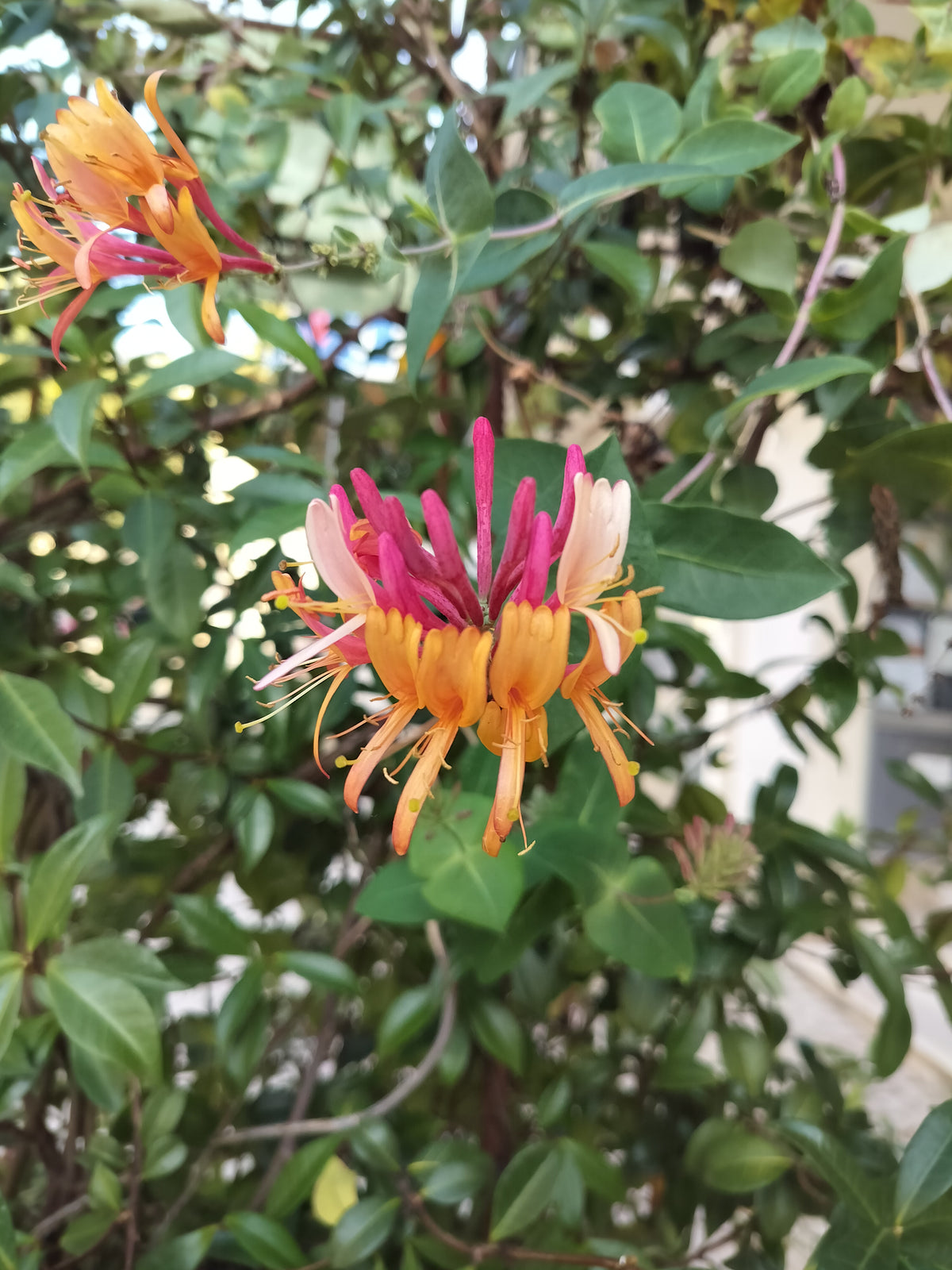 Lonicera heckrotti 'Goldflame' - 2L