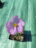 Cistus albidus