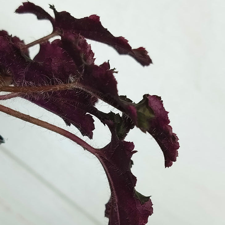 Heuchère 'Prince'