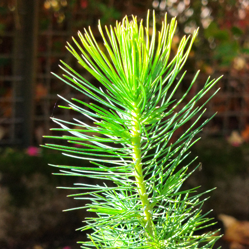 Pinus halepensis