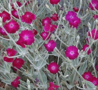 Silene coronaria